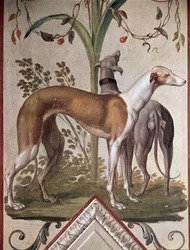 Two Greyhounds